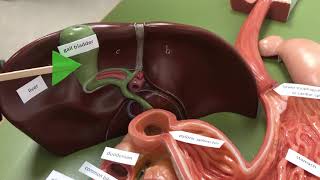 CCC Online Biology Lab - Digestive system model tour.