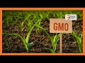 Local researchers hail lifting of ban on GMOs