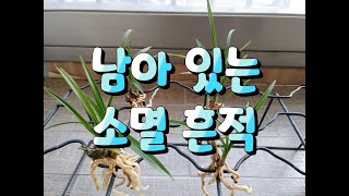 무늬가 나올만한 잎의 특징#산반호#소멸산반