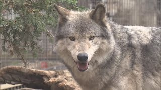 【HTBニュース】円山動物園のシンリンオオカミ「ショウ」見納め