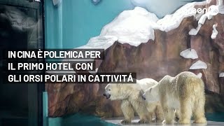 Inaugurato in Cina l'hotel con gli orsi polari in cattività