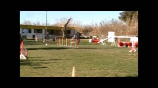 Agility Baxter Marignane 22/02/2015