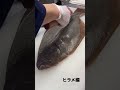 魚の捌き方シリーズ ヒラメ編