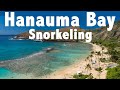 Snorkeling Hanauma Bay: Reefs and Marine Life - All You Need To Know In 4 Minutes