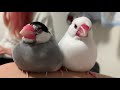 仲良し文鳥ズの続き☆java sparrow named azuki and milky.