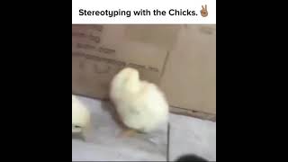 Stereotyping With The Chicks