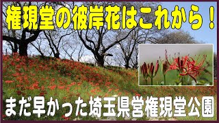 権現堂のヒガンバナの見頃はこれから（埼玉県幸手市）！