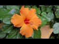 하와이 무궁화 china rose chinese hibiscus hawaiian hibiscus 佛桑花 불상화 부상화 扶桑花 히비스커스