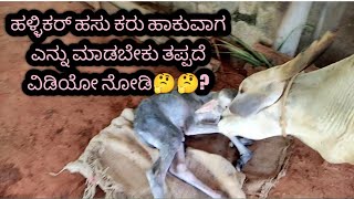 ಹಳ್ಳಿಕಾರ್ ಹಸು ಕರು ಹಾಕುವಾಗ ತೆಗೆದುಕೊಳುವ ಕ್ರಮಗಳು ತಪ್ಪದೆ ವಿಡಿಯೋ ನೋಡಿ | HALLIKAR COW BABY |#cows