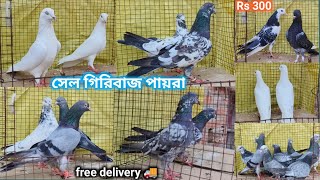 মুর্শিদাবাদের সড়ক বাজির গিরিবাজ পায়রা সেল||giribaz pigeon sale in Murshidabad||@dspigeon519