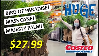 Tons of HUGE Tropical Plants at Costco (Spring 2021) | LOWEST Price for Bird of Paradise