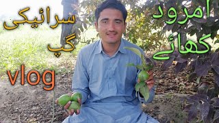 Aaj Hum Amrood khany Gey | Saraiki vlog | Saraiki Gup | آج ہم امرود کھانے گے