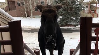 Curious Moose Stops by House for Meal || ViralHog