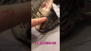 눈뜨고 자는 고양이★ 희번뜩! 왜 눈뜨고 자는 걸까요?!! 아시는 분~~~!!!