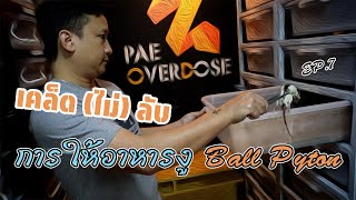 เคล็ด (ไม่) ลับ - การให้อาหารงู Ball Python