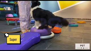 Canine Conditioning with Fitpaws Donut