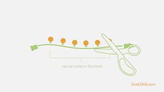 The Learning Disability Circuit: Why struggles happen (and how the brain can work around them)