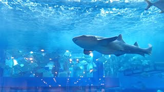 DUBAI MALL | Aquarium #dubaimall