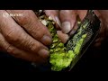 Could climate change decimate Japan's wasabi crops?