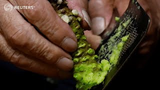Could climate change decimate Japan's wasabi crops?
