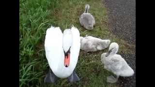 ヒナ３羽遊歩道脇　20150621　手賀川浅間橋上流のハクチョウ白鳥スワンSWANS