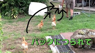 鶏と田舎暮らし⑩　　　　　　　　　　　　　　　　　　　　　　　　　　　　　　　　　　　　チビ鶏達を囲いの無い畑に出してみました。ちゃんと小屋に戻れるかな？