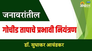 जनावरातील गोचीड तापाचे प्रभावी नियंत्रण - डॉ.सुधाकर आवंडकर || ॲग्रोवन