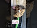 【今日のおっさん走り🦉ペリットもちゃんと出したよ👍】 ベンガルワシミミズク owl おっさん走り ばあちゃん大好き