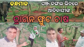 କନ୍ଧମାଳରେ ଡ୍ରାଗନ ଫଳଚାଷ📍Dragon Fruit Farming in Kandhamal📍No Network ଏ ଜାଗାରେ