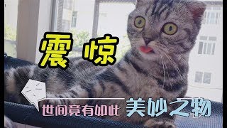 为了一根猫薄荷棒棒糖，喵星人两姐妹反目成仇，女主人已笑晕