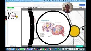 functional brain networks