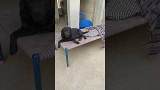 Intelligent Boy Labrador Dog short video !! Popular Video