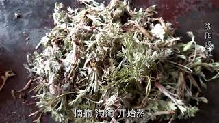 农村路边不起眼的野草，农民都拿它当饭吃，看到可千万别错过！