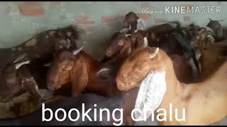 Sirohi goat bucking in Bakra Eid9740927905 gulbargha Karnataka