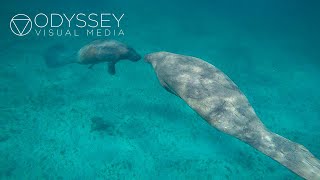 Manatees in Belize | Underwater Ultimate Travel Adventure | Experience Freediving Beautiful