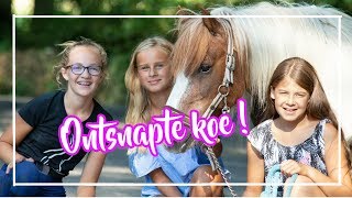 ONTSNAPTE koe op de weg?!   Ponykamp dag 1 ||  VLOG#82