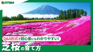 ☘37：芝桜の育て方｜どんな土に植えつければよいの？目土（めつち）って何？剪定方法や日々の管理もご紹介｜【PlantiaQ\u0026A】植物の情報、育て方をQ\u0026A形式でご紹介