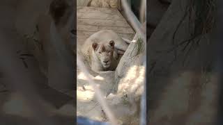 鈍夏※③ホワイトライオン・白獅子・リズムちゃん・沖縄こどもの国・・・White_Lion・Okinawa Zoo \u0026 Museum(20230712)