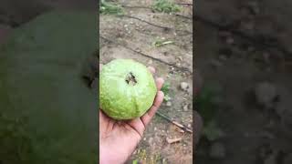 Guava fruit#shorts#trendingshorts#viral