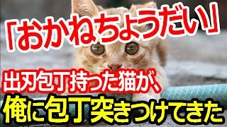 「おかねちょうだい」出刃包丁持った猫が、俺に包丁突きつけてきた