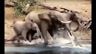 crocodile attack. ataque de cocodrilo.. هجوم التماسيح. 鳄鱼袭击. मगरमच्छ हमले. нападение крокодилов.