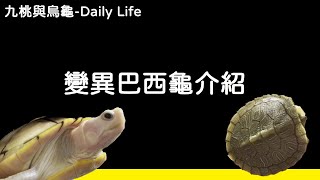 變異巴西龜介紹【九桃來介紹爬蟲《Reptiles》】