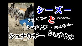 （ドッグラン）沢山のシュナウザーとシーズー犬バル君（ロングバージョン）～many schnauzer and shihtzu～