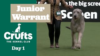 Junior Warrant Competition Final | ​Crufts 2025