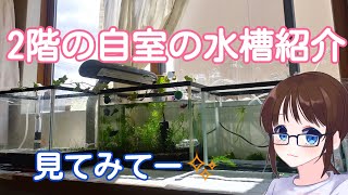 寝室の水槽見せちゃいます。