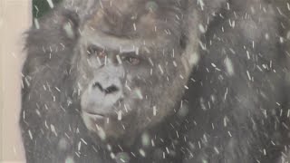 シャバーニ家族 994  Shabani family gorilla