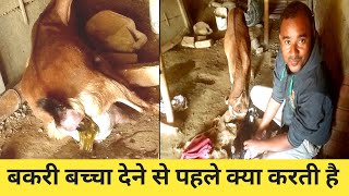 Bakri Baccha Dene Se Pahle Kya Karti hai |Baccha Dene Ke 15 Minute Pahle Ke Symptoms |Vimalumrao