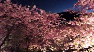 ウェザーリポート動画0224@神奈川県松田町 昨夜18時過ぎのまつだ桜まつりのライトアップ夜桜の様子