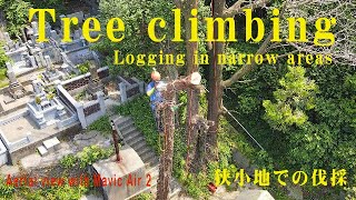 ツリークライミング　狭小地での伐採 4Kドローン空撮　Mavic Air 2　Tree climbing Logging in small areas 4K aerial