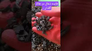 فایده های ذغال در خاک گلدان : #خانومگل #plants #گلهای_آپارتمانی #کشاورزی #garden